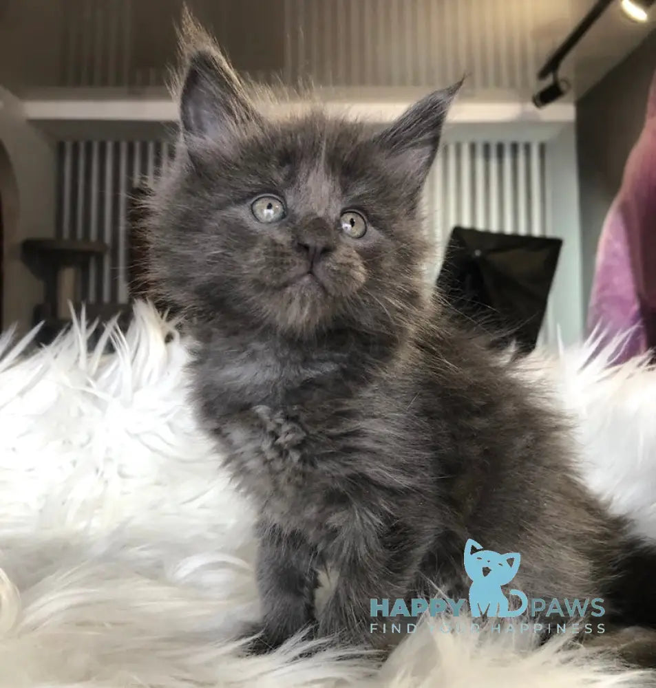 Rafaela Maine Coon female blue smoke live animals