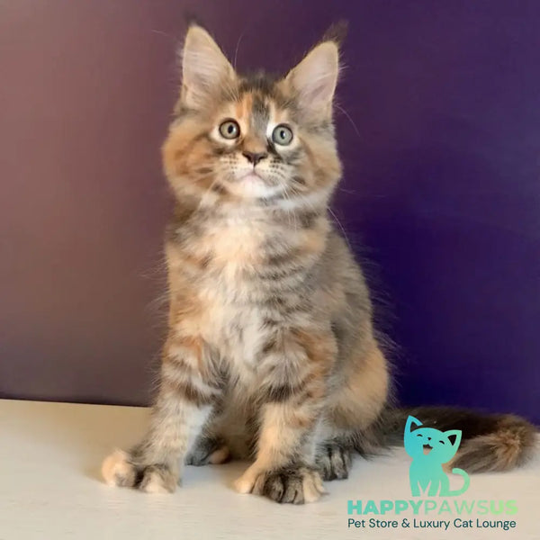 Rafaela Maine Coon polydactyl 6x6x6x6 female black tortie tabby - live animals