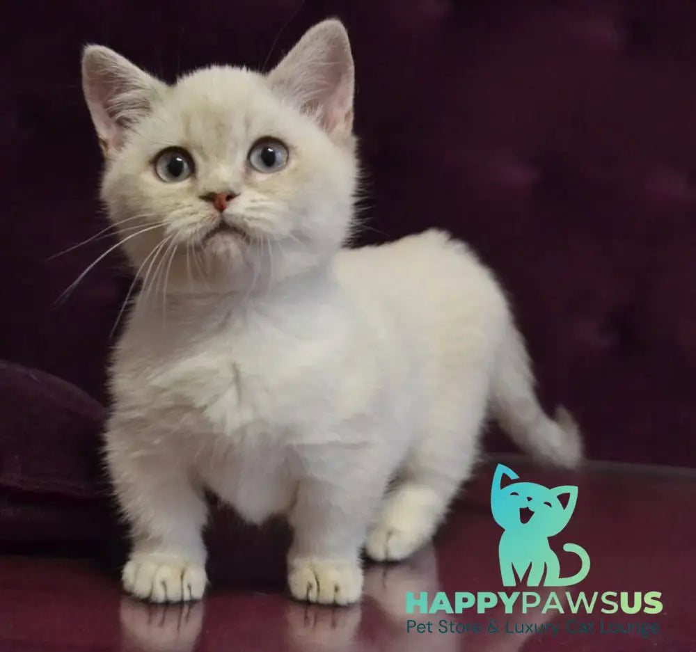 Rafaela Munchkin female blue ticked tabby pointed - live animals