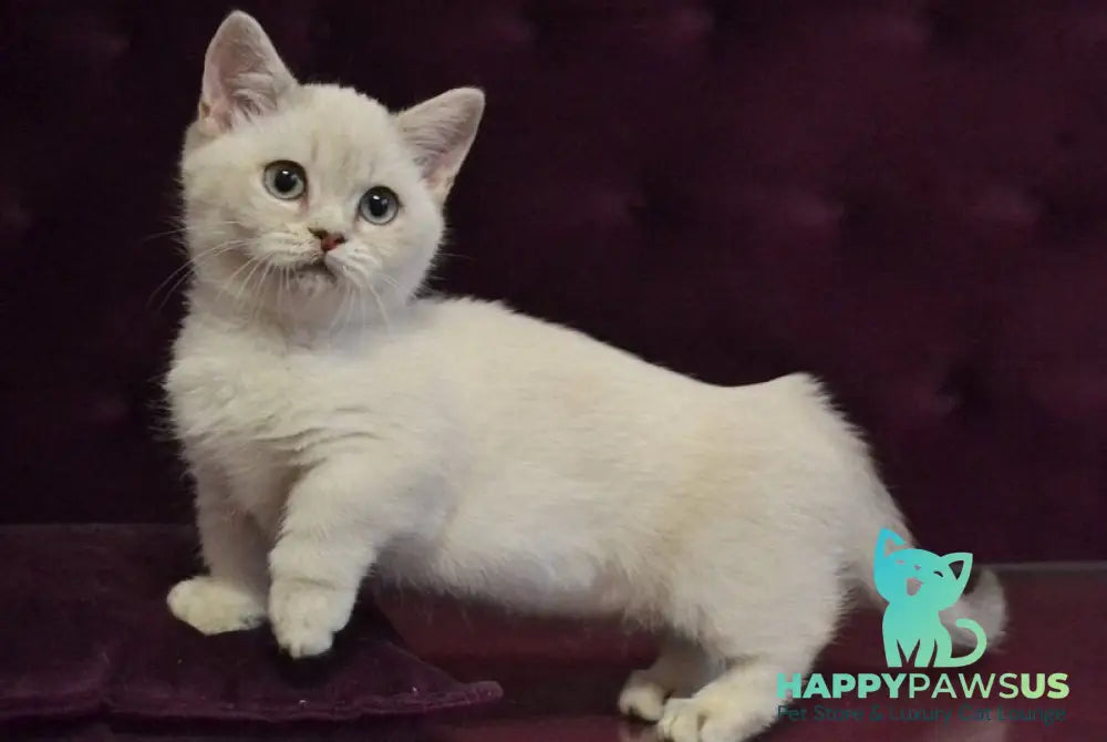 Rafaela Munchkin female blue ticked tabby pointed - live animals