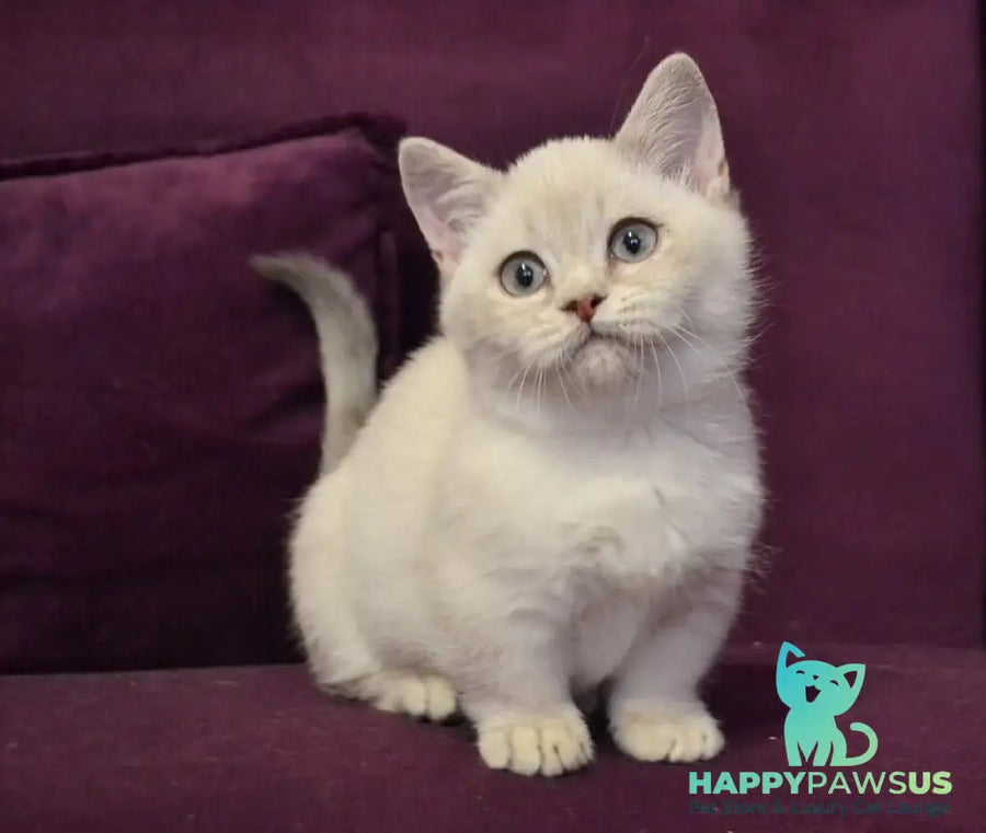 Rafaela Munchkin female blue ticked tabby pointed - live animals