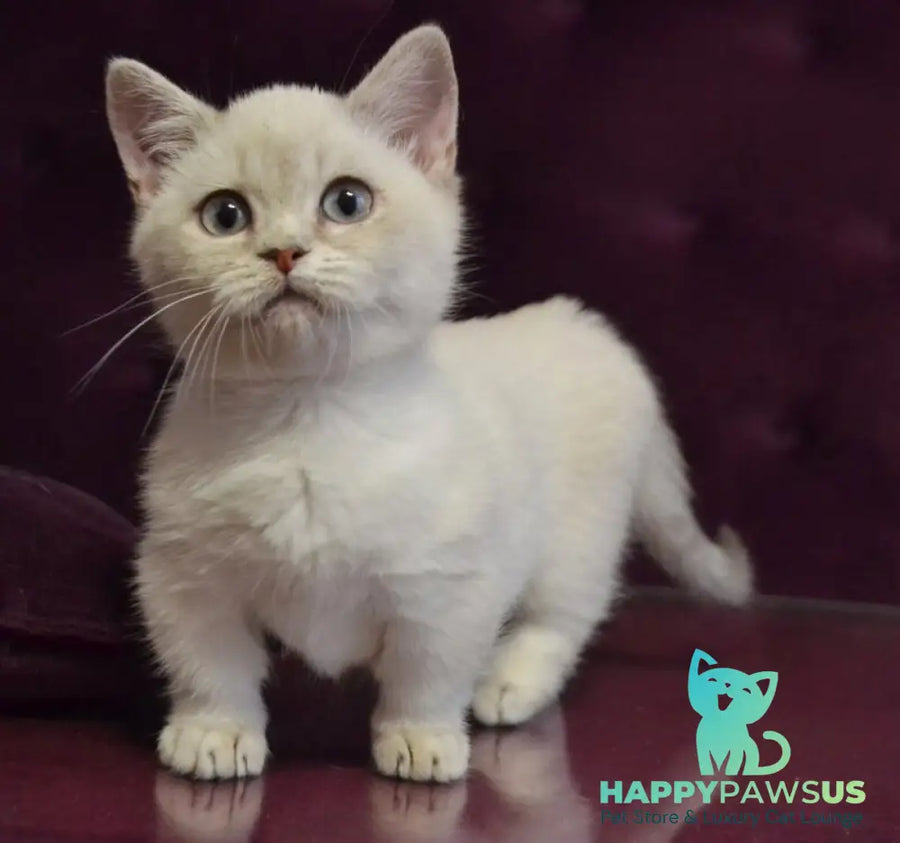 Rafaela Munchkin female blue ticked tabby pointed - live animals