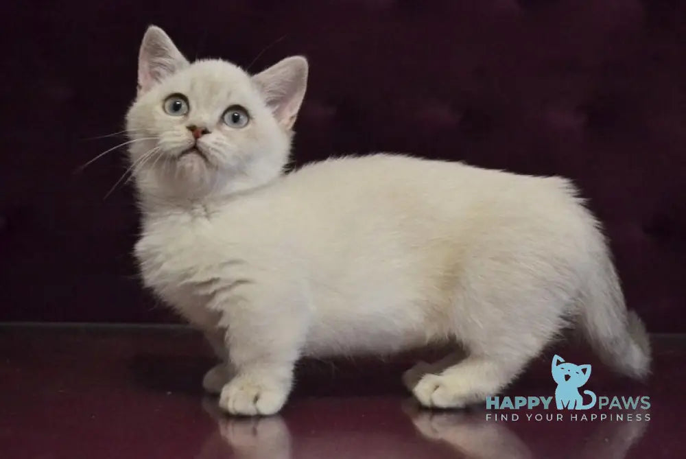 Rafaela Munchkin female blue ticked tabby pointed - live animals