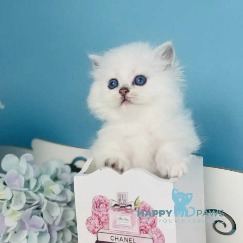 Rafaelka Scottish Fold female black silver chinchilla pointed live animals