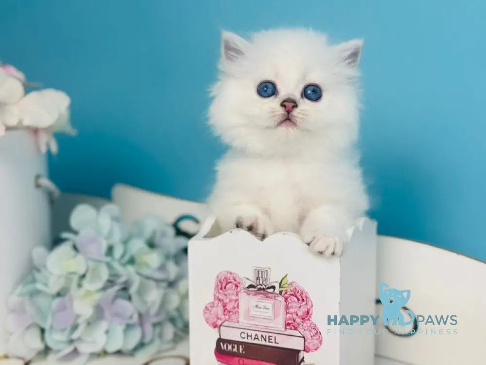 Rafaelka Scottish Fold female black silver chinchilla pointed live animals