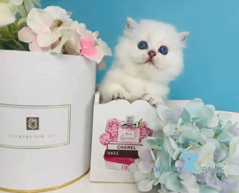 Rafaelka Scottish Fold female black silver chinchilla pointed live animals