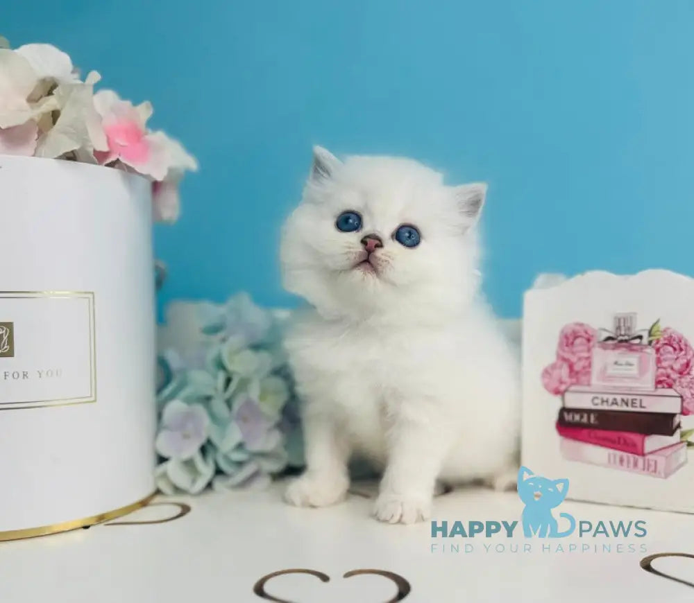 Rafaelka Scottish Fold female black silver chinchilla pointed live animals