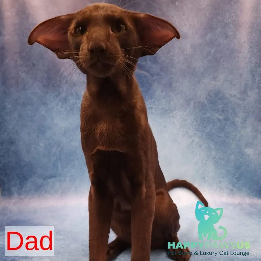 Rafaella Oriental Shorthair female chocolate - live animals