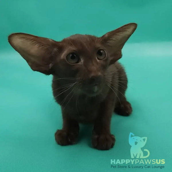 Rafaella Oriental Shorthair female chocolate - live animals