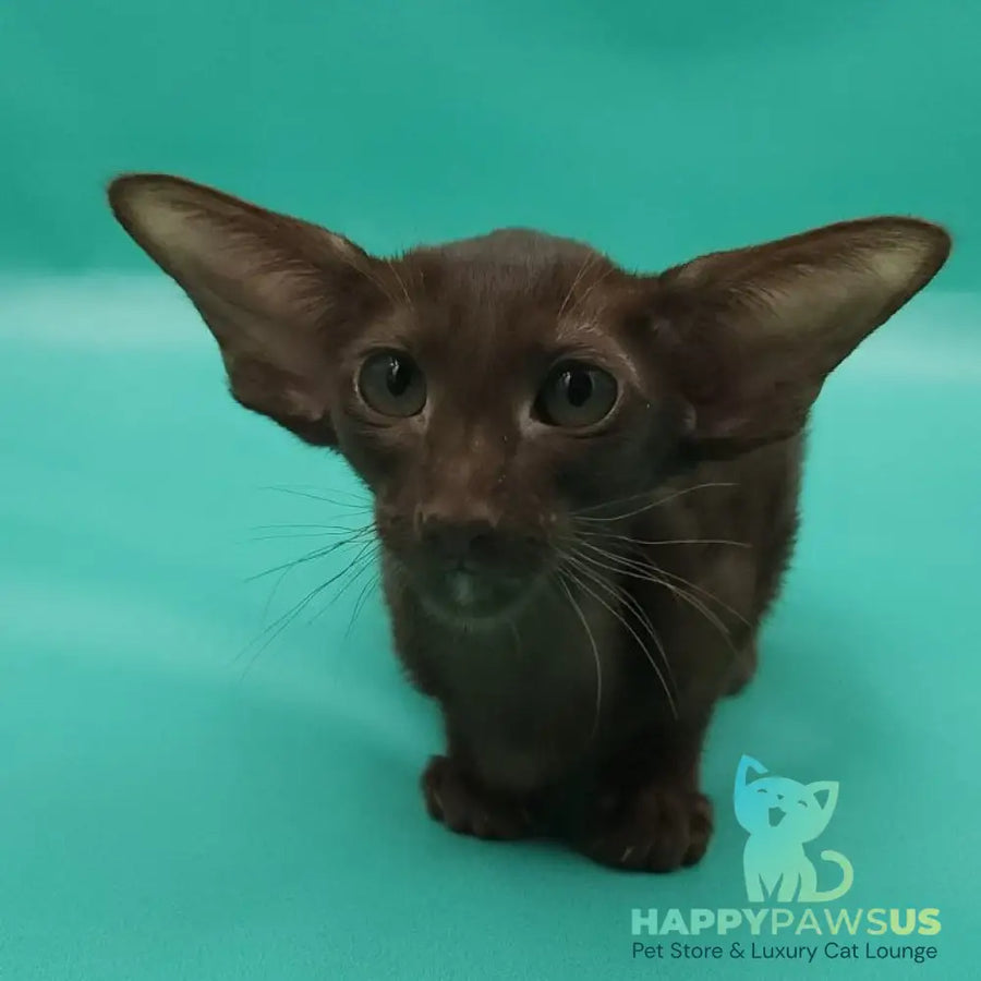 Rafaella Oriental Shorthair female chocolate - live animals