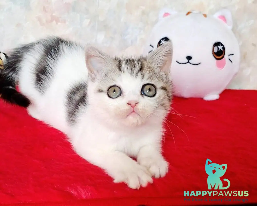 Rafaella Scottish Straight female black tabby bicolour - live animals