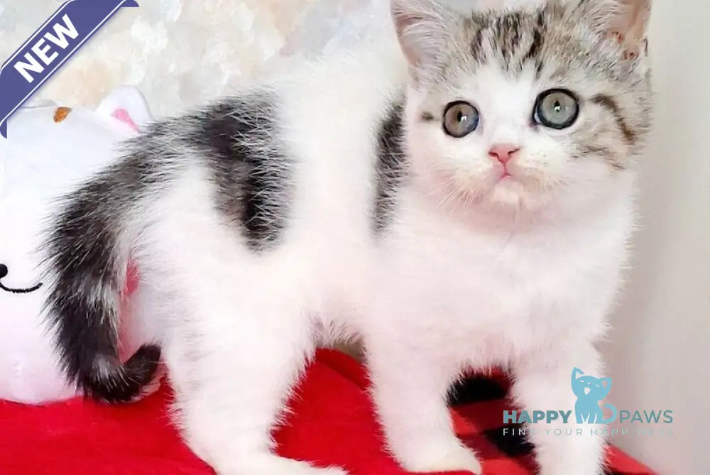 Rafaella Scottish Straight female black tabby bicolour - live animals