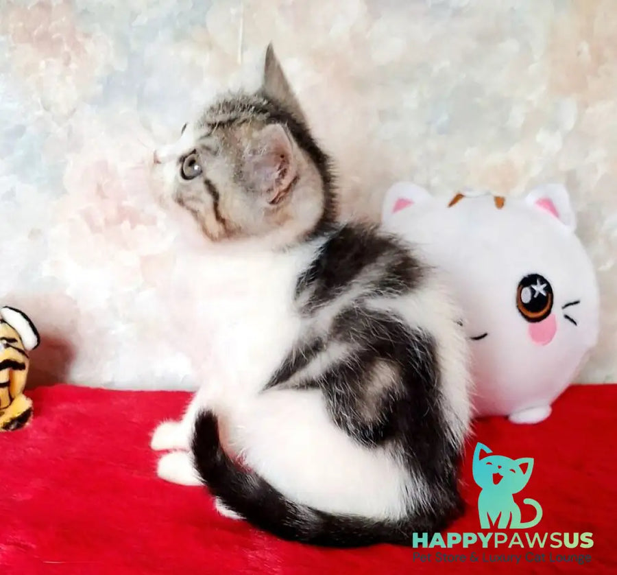 Rafaella Scottish Straight female black tabby bicolour - live animals