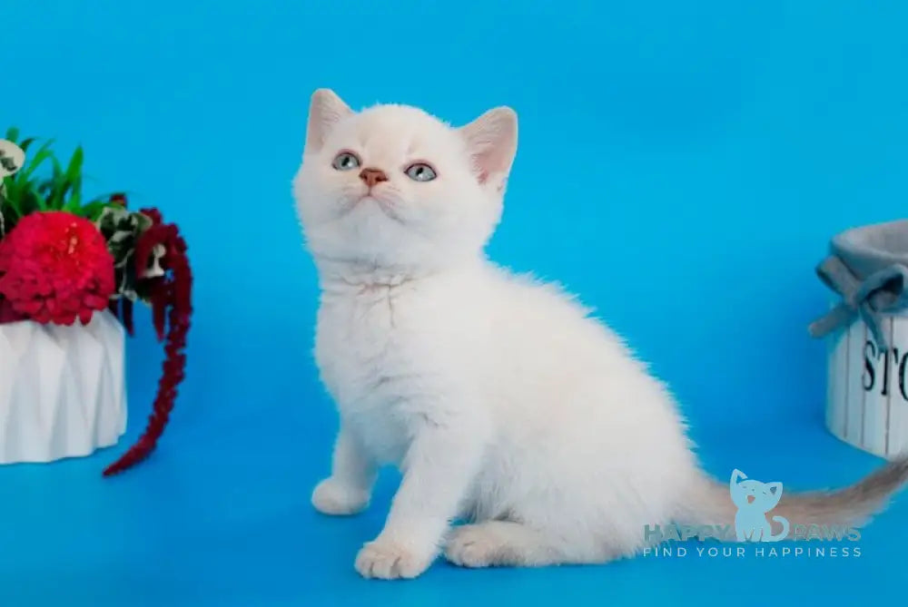 Raff British Shorthair male lilac pointed live animals