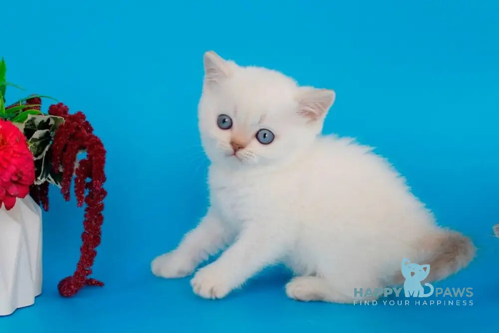 Raff British Shorthair male lilac pointed live animals
