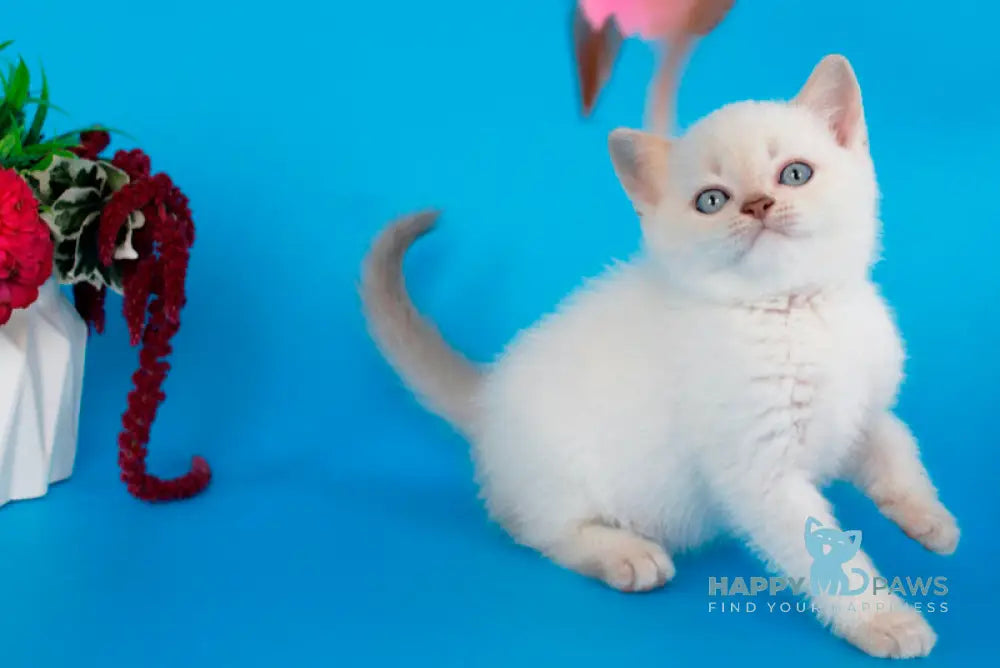 Raff British Shorthair male lilac pointed live animals