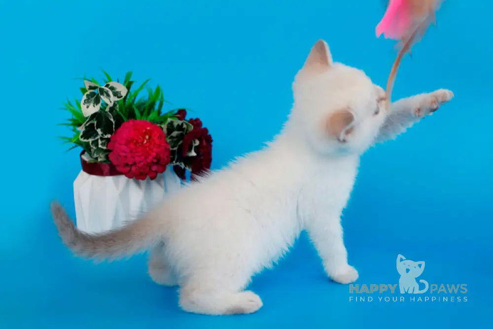 Raff British Shorthair male lilac pointed live animals