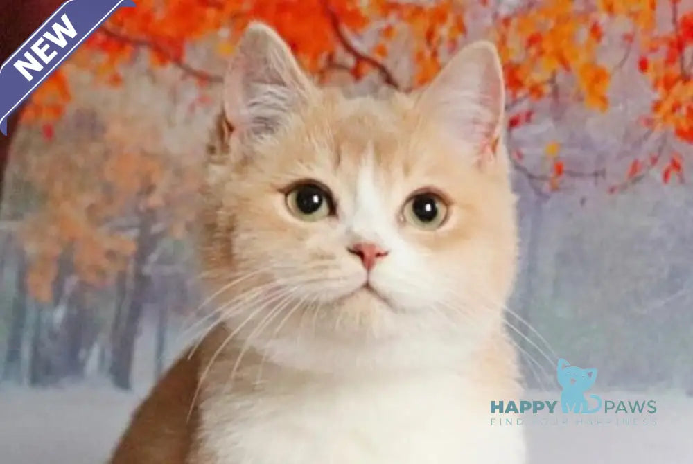 Raffi British Shorthair male lilac golden shaded live animals