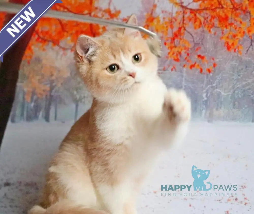 Raffi British Shorthair male lilac golden shaded live animals