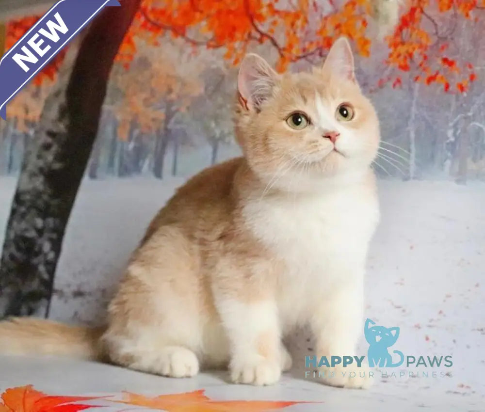 Raffi British Shorthair male lilac golden shaded live animals