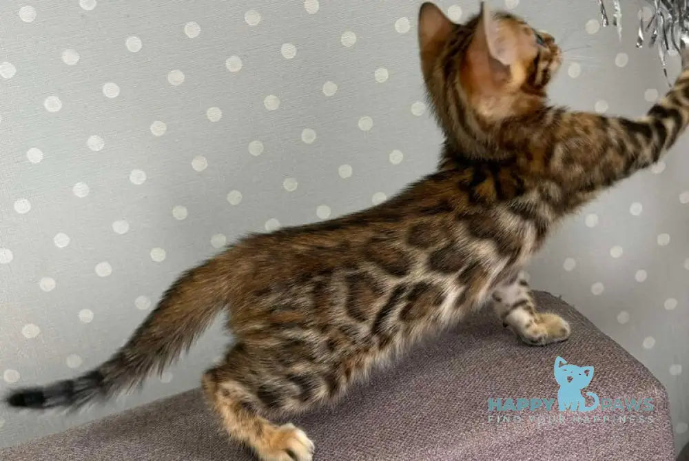 Rafi Bengal male black spotted tabby live animals