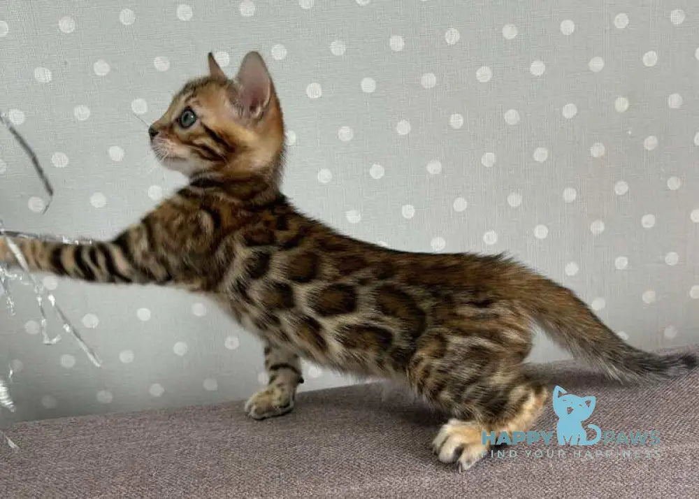 Rafi Bengal male black spotted tabby live animals