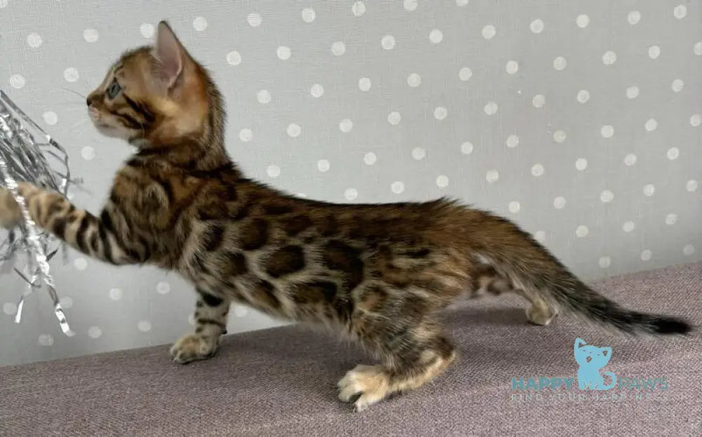 Rafi Bengal male black spotted tabby live animals