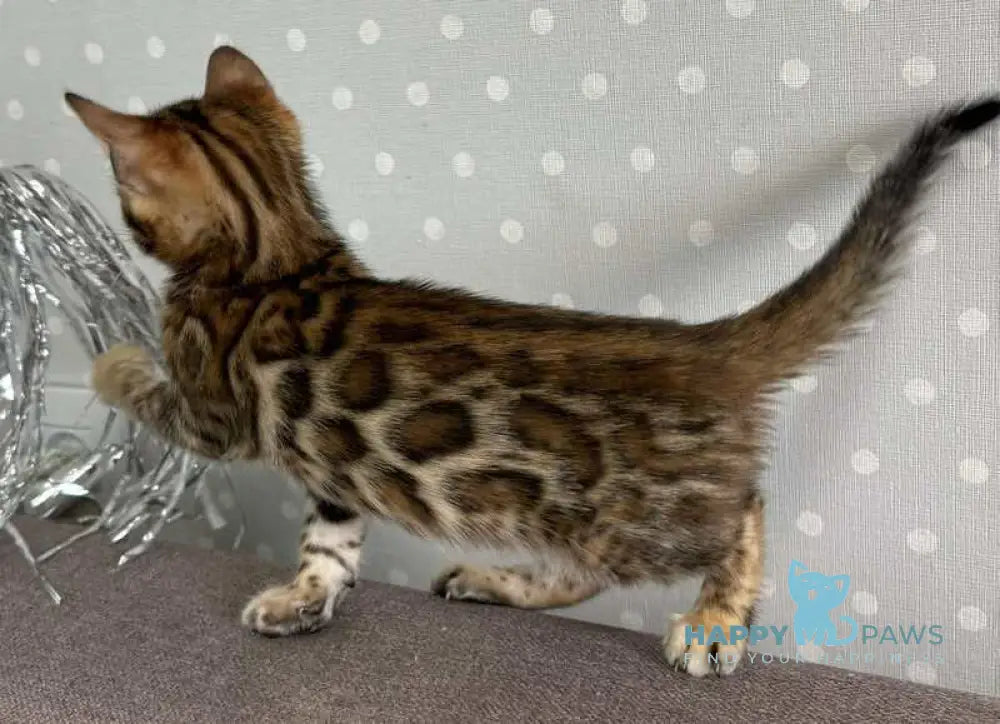 Rafi Bengal male black spotted tabby live animals