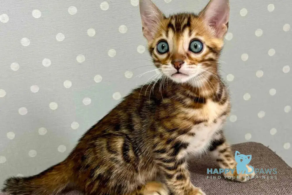 Rafi Bengal male black spotted tabby live animals