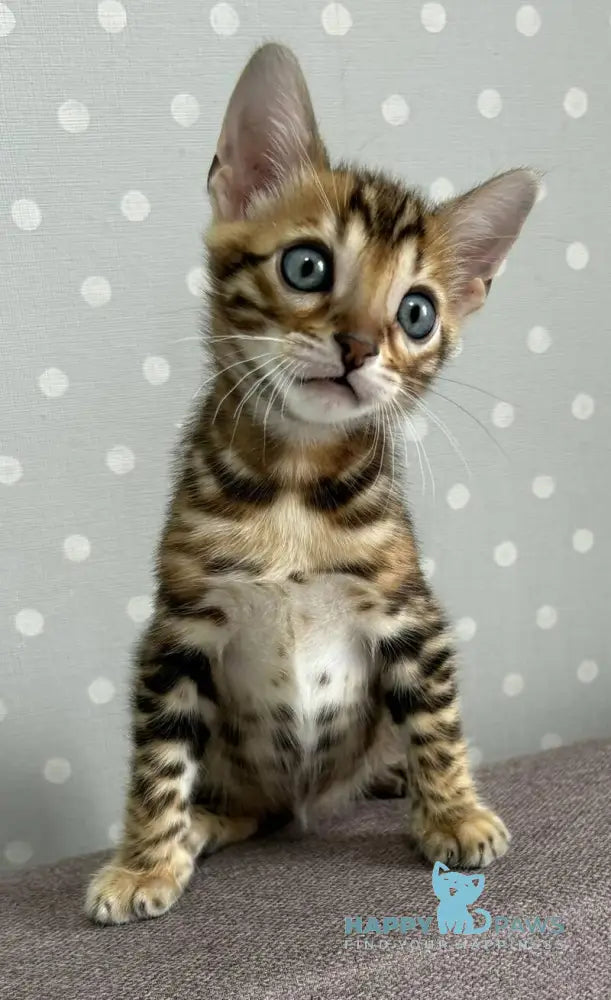 Rafi Bengal male black spotted tabby live animals