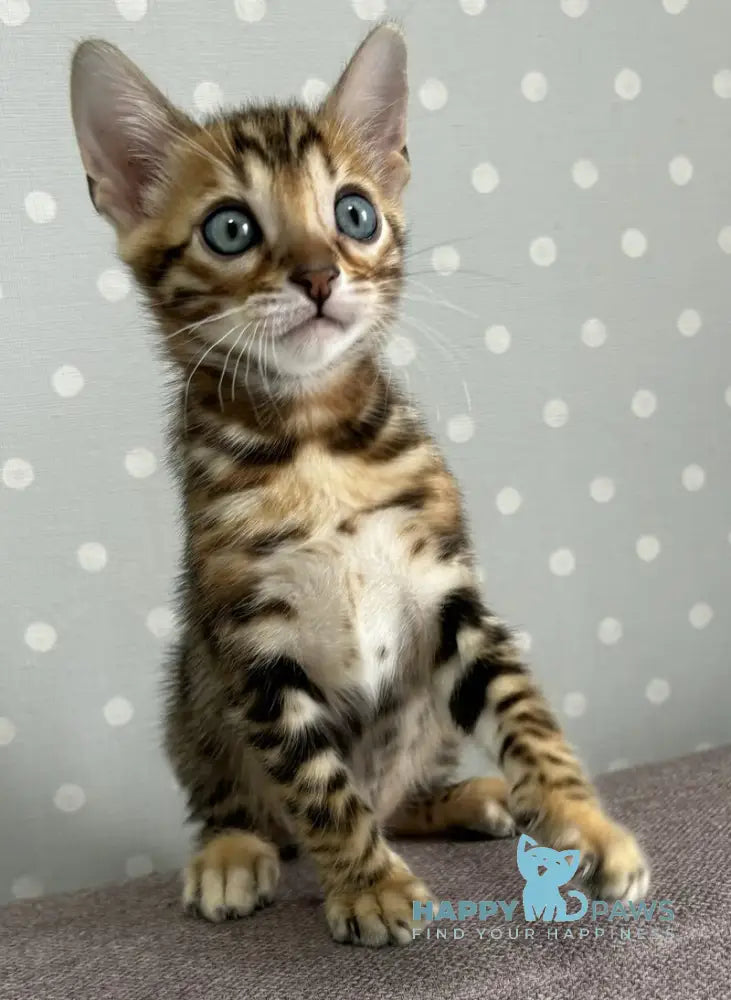 Rafi Bengal male black spotted tabby live animals