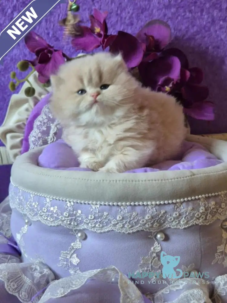 Rafic British Longhair male cream golden chinchilla live animals