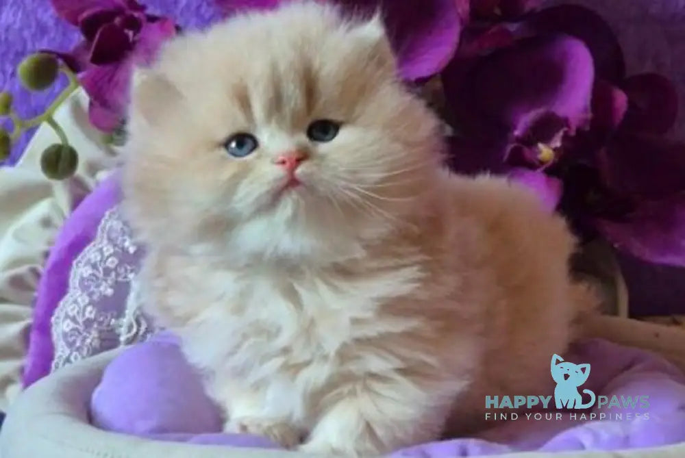 Rafic British Longhair male cream golden chinchilla live animals