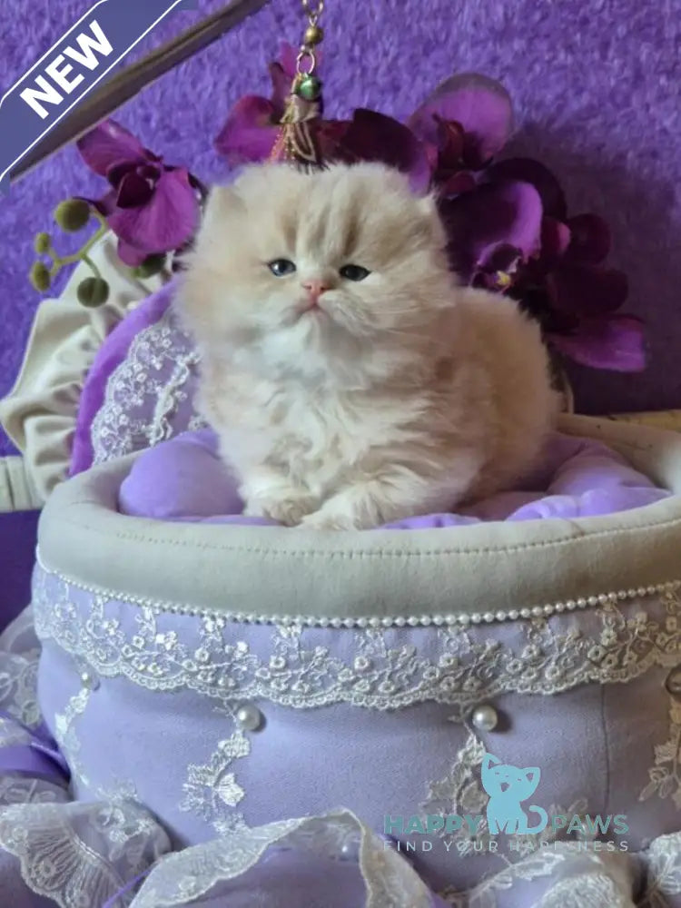 Rafic British Longhair male cream golden chinchilla live animals