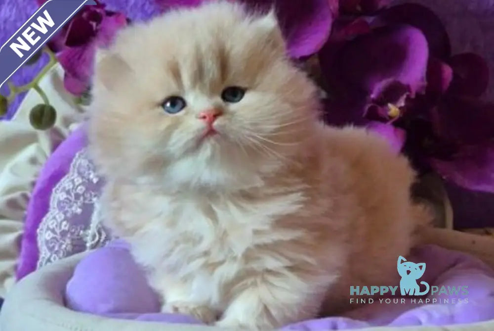 Rafic British Longhair male cream golden chinchilla live animals