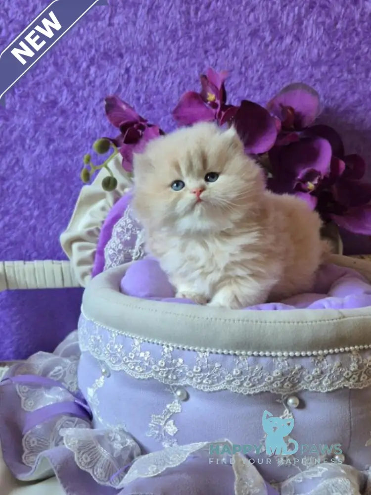 Rafic British Longhair male cream golden chinchilla live animals