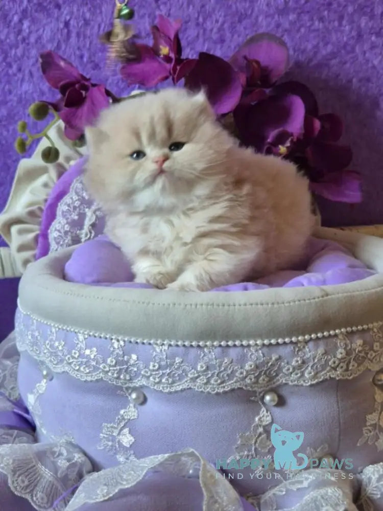 Rafic British Longhair male cream golden chinchilla live animals