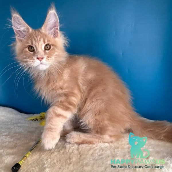 Rafinad Maine Coon male cream tabby - live animals