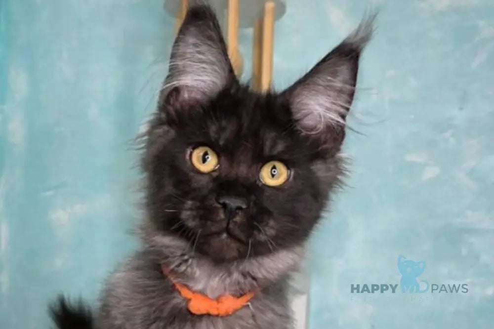 Ragnar Maine Coon male black silver live animals