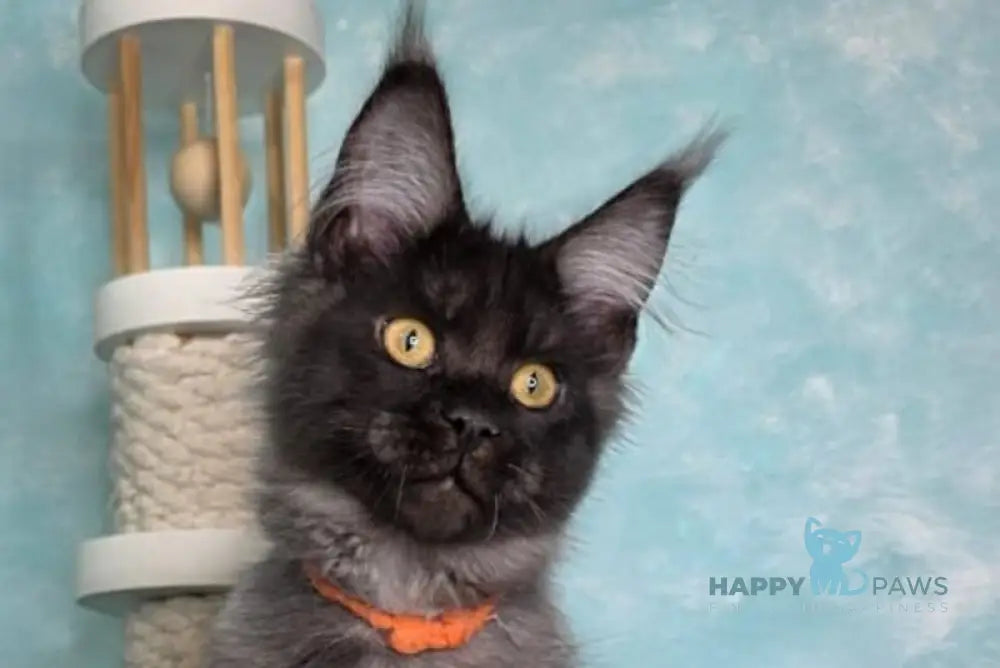 Ragnar Maine Coon male black silver live animals