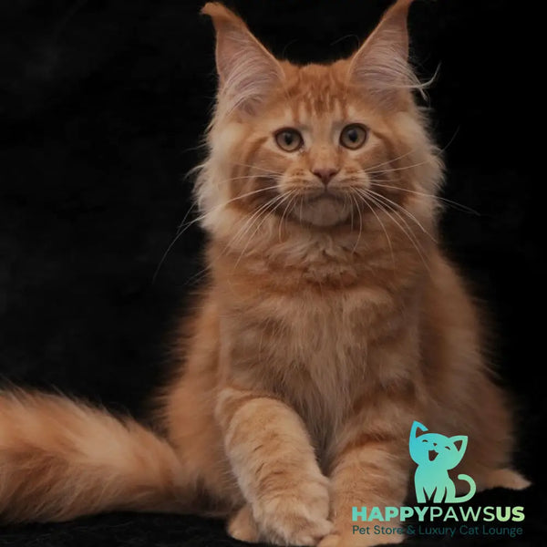 Raily Maine Coon female red - live animals