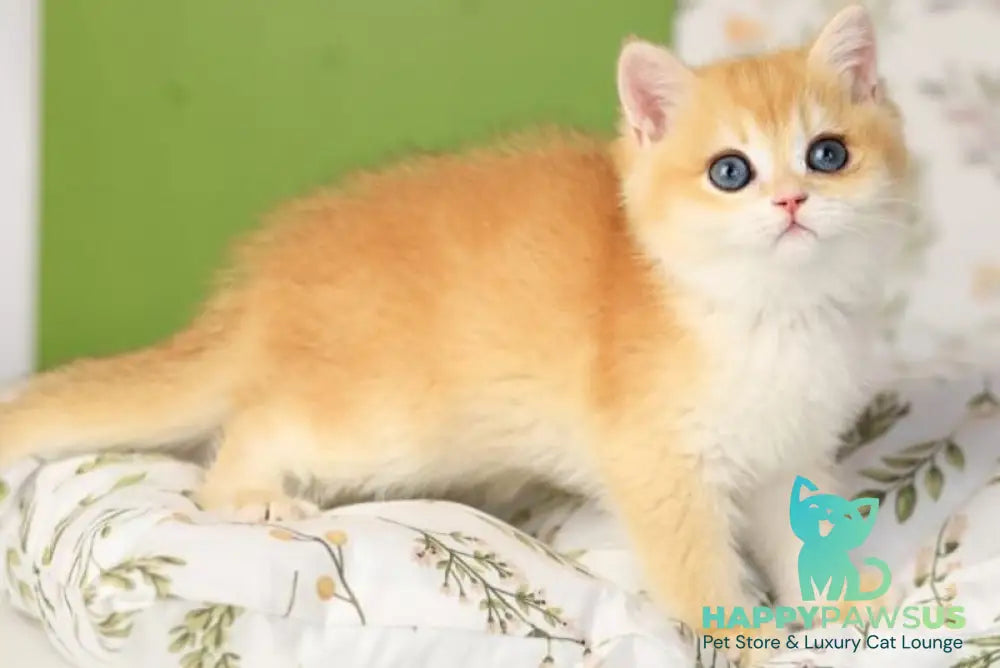 Raimo British Shorthair male chocolate golden chinchilla - live animals