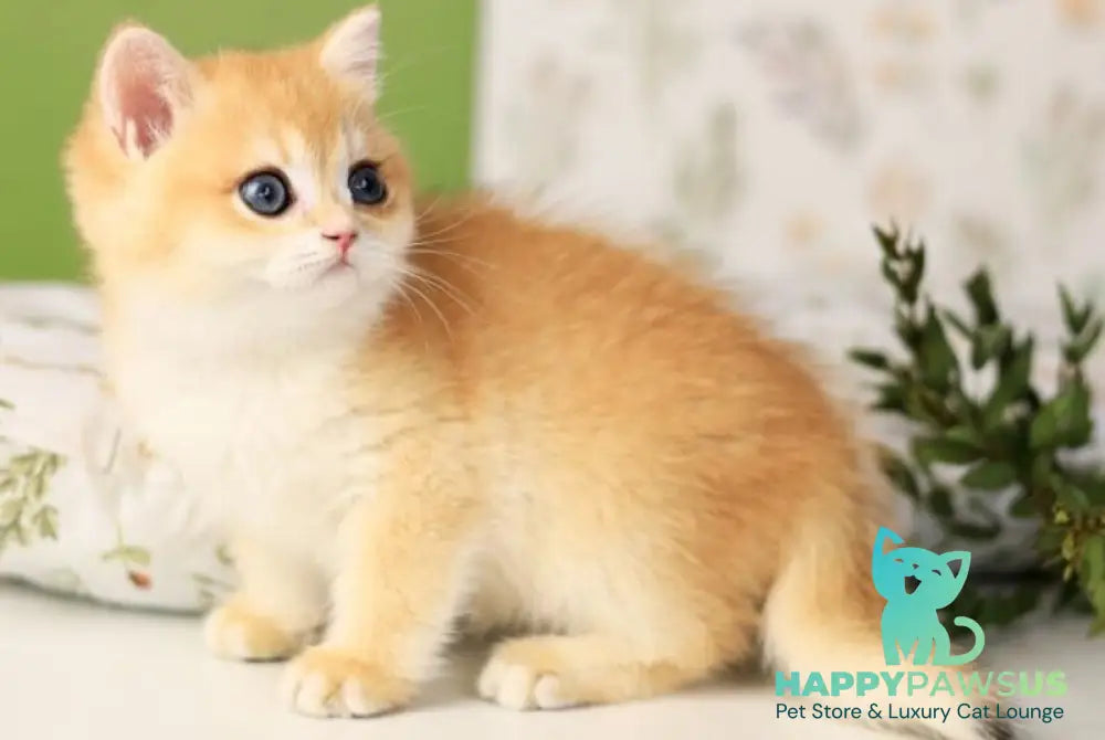 Raimo British Shorthair male chocolate golden chinchilla - live animals