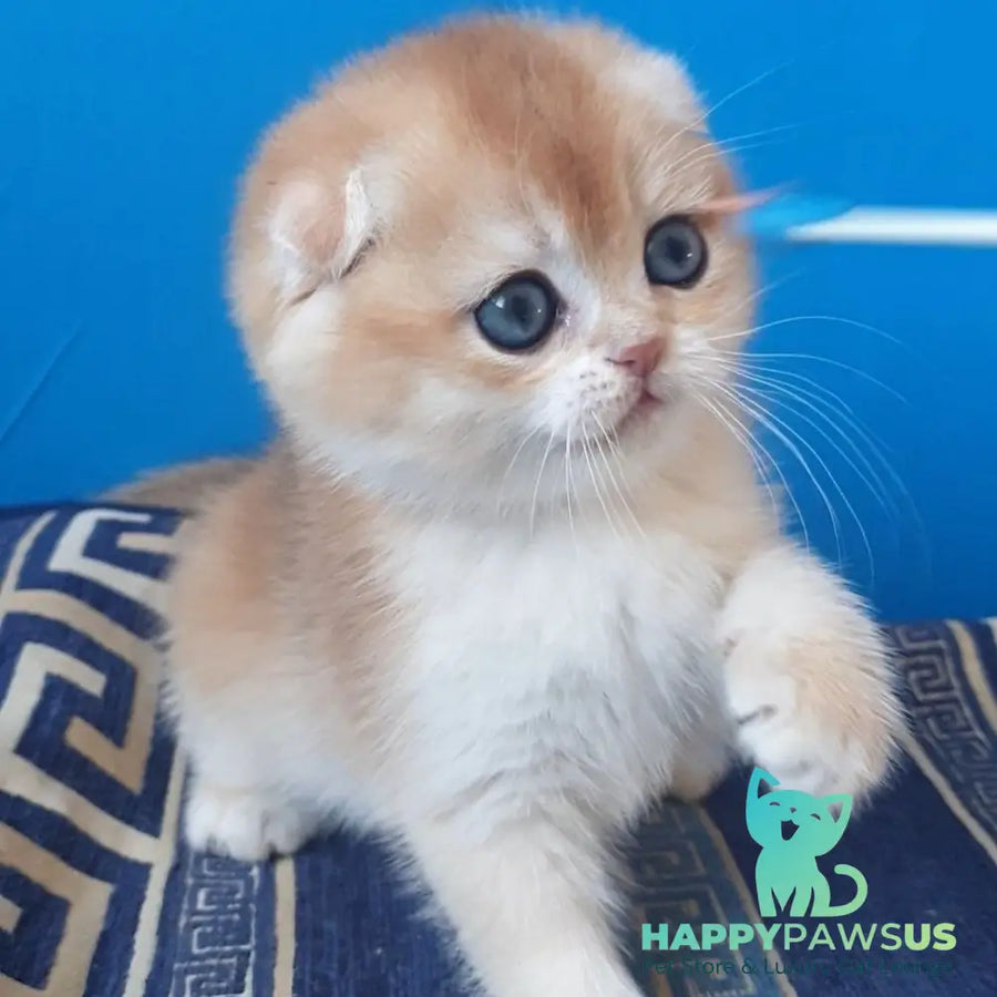 Rain Scottish Fold male black golden chinchilla - live animals