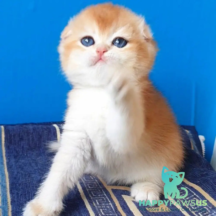 Rain Scottish Fold male black golden chinchilla - live animals