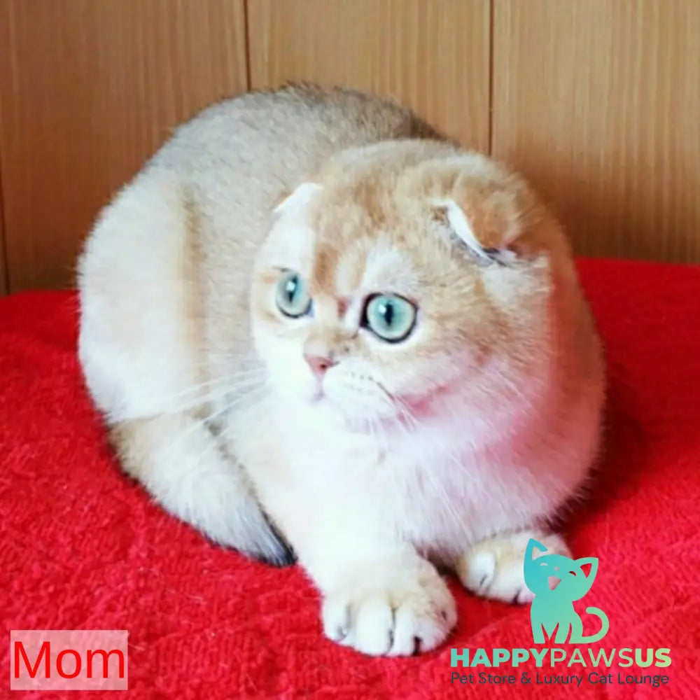 Rain Scottish Fold male black golden chinchilla - live animals