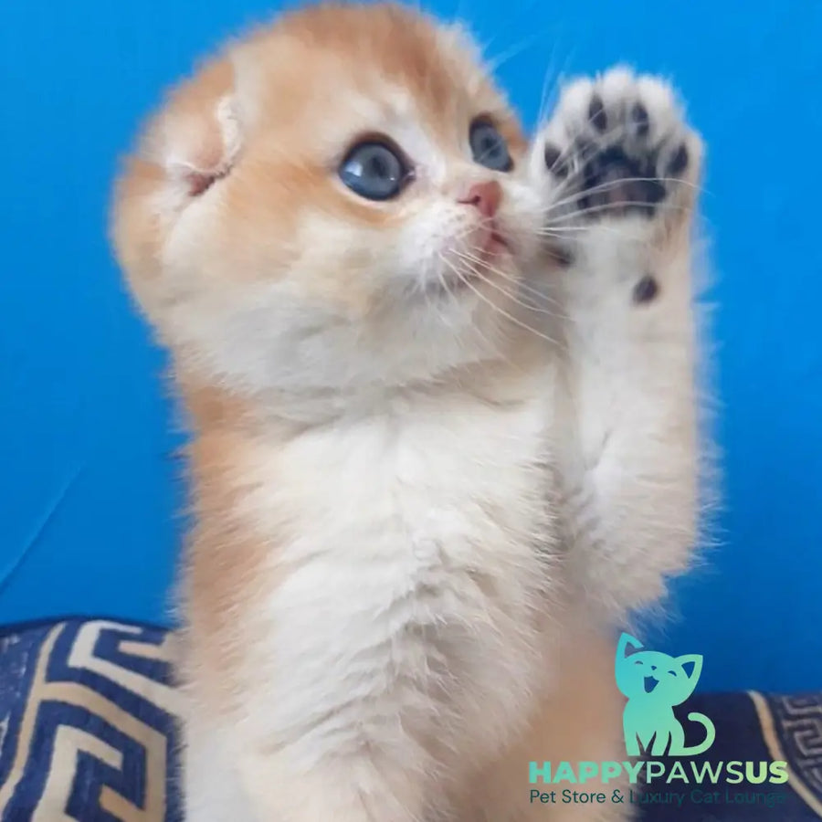 Rain Scottish Fold male black golden chinchilla - live animals