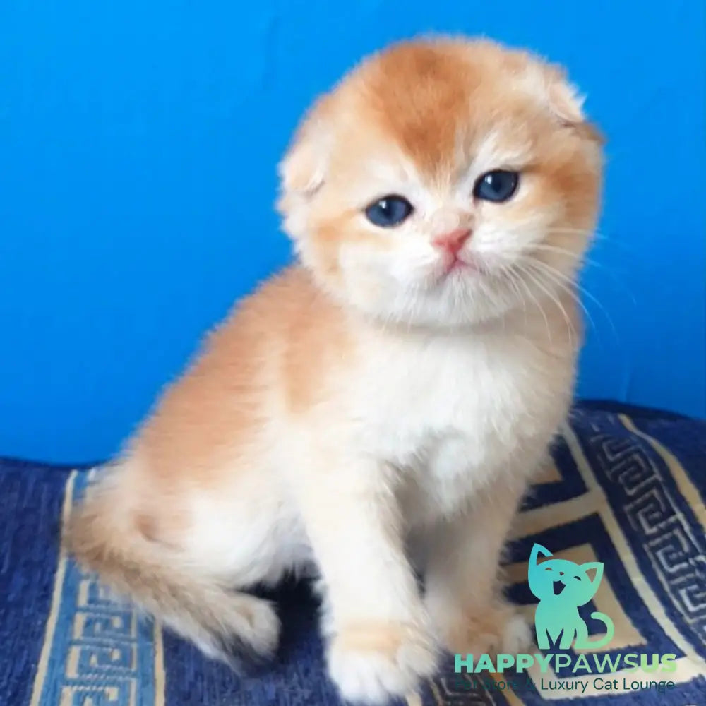 Rain Scottish Fold male black golden chinchilla - live animals