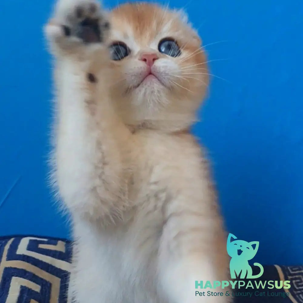 Rain Scottish Fold male black golden chinchilla - live animals