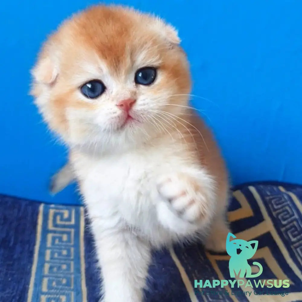 Rain Scottish Fold male black golden chinchilla - live animals
